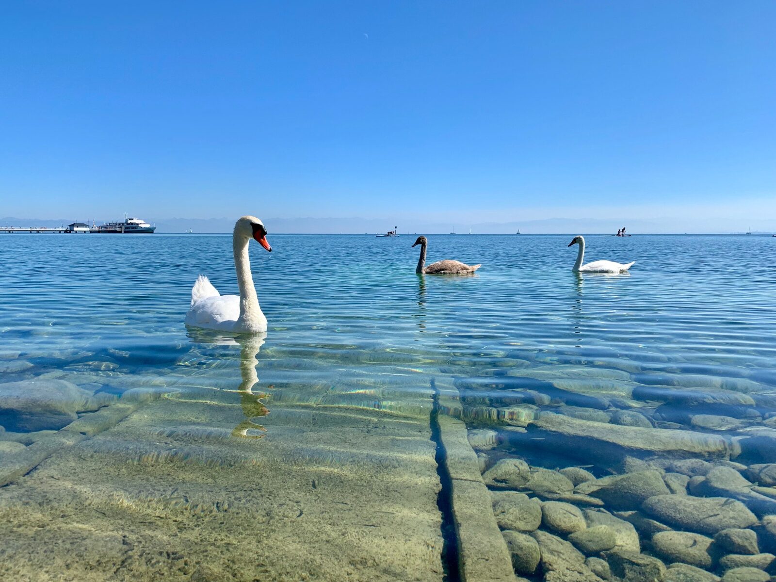 Schwäne auf dem klaren Bodensee vor Immenstaad